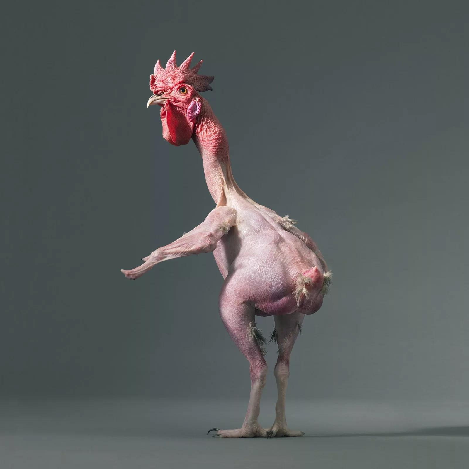 Курица без перьев.