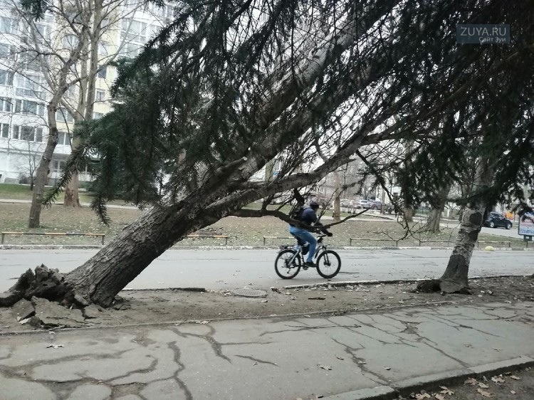 В Симферополе ветер повалил деревья с корнями фото