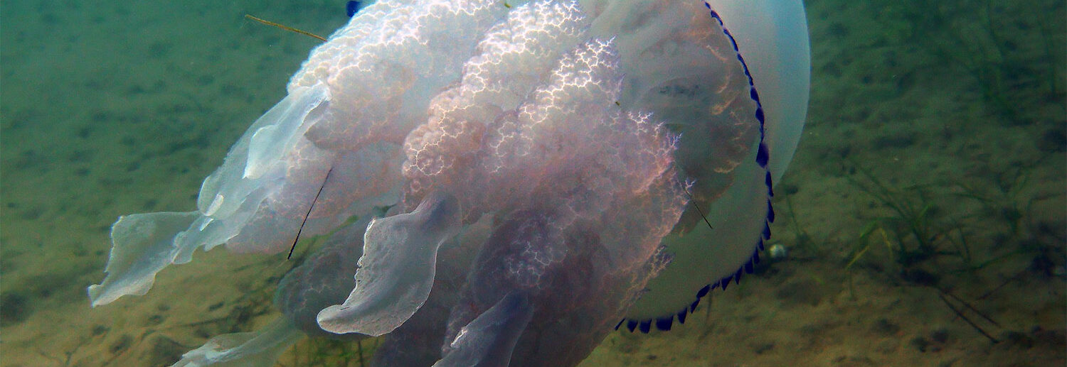 Медузы в Крыму фото