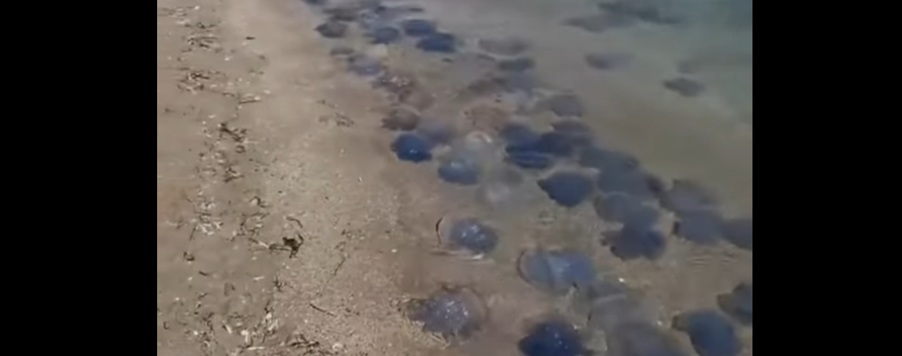 Медузы на пляже в Крыму видео