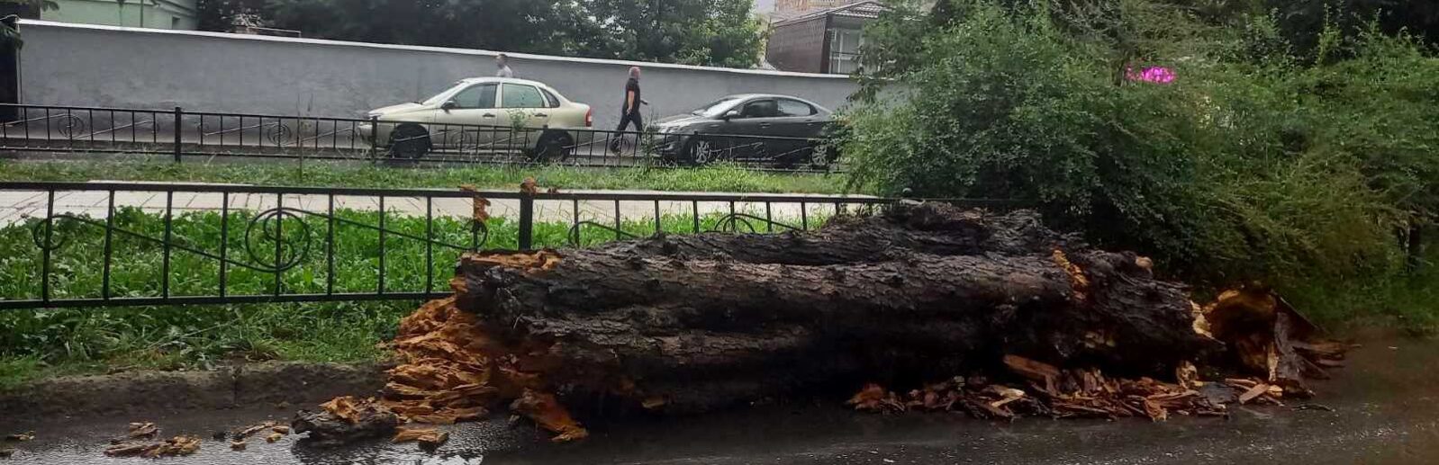 В симферополе упало дерево