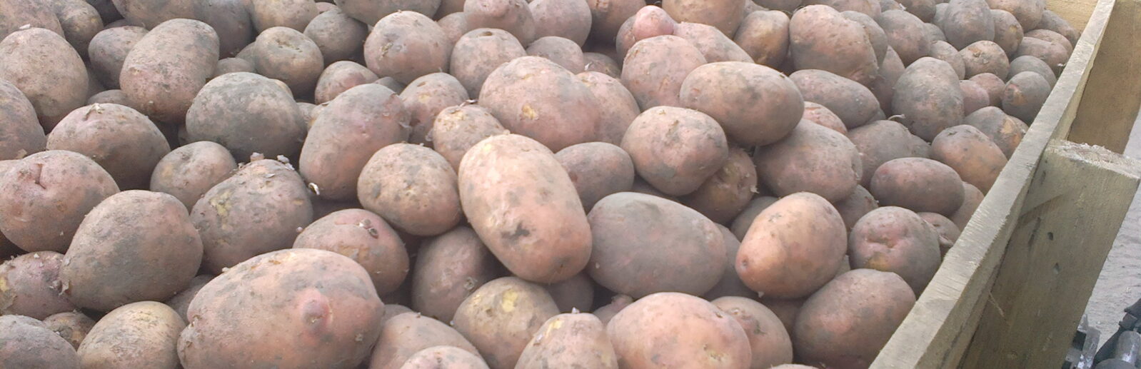 Купить картофель в Крыму
